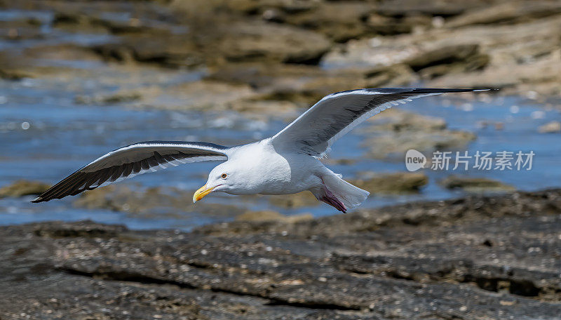 西鸥(Larus occidentalis)是一种大型白头鸥，生活在北美西海岸和太平洋上。圣伊格纳西奥泻湖，下加利福尼亚南部，墨西哥。站着。